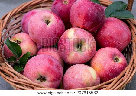 Basket Of Ripe Apples