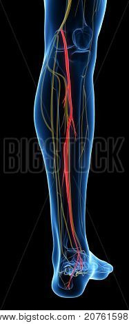 3d rendered medically accurate illustration of the Tibial Nerve