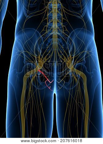 3d rendered medically accurate illustration of the Pudendal Nerve
