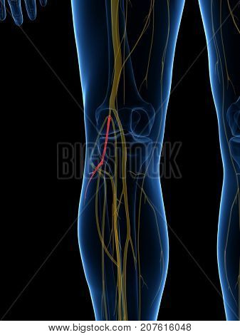3d rendered medically accurate illustration of the Lateral Sural Cutaneous Nerve