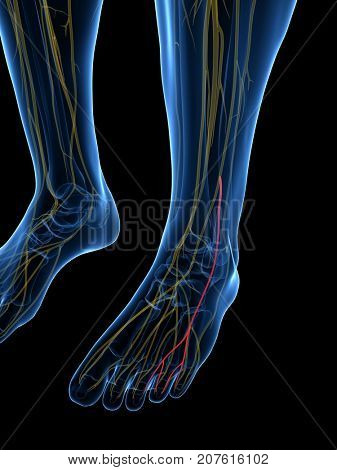 3d rendered medically accurate illustration of the Intermediate Dorsal Cutaneous Nerve