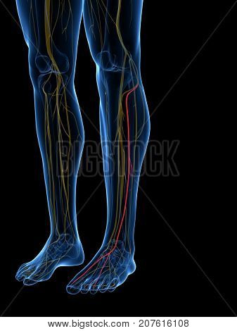 3d rendered medically accurate illustration of the Superficial Peroneal Nerve