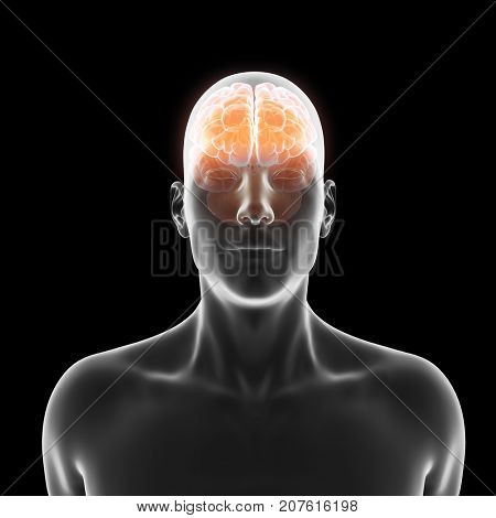 3d rendered medically accurate illustration of the human brain