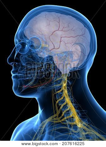 3d rendered medically accurate illustration of the Alveolar Nerve