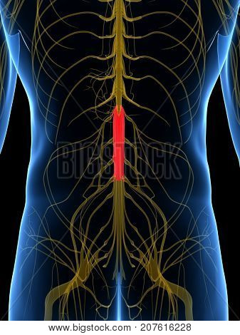 3d rendered medically accurate illustration of the Cauda Equina Base