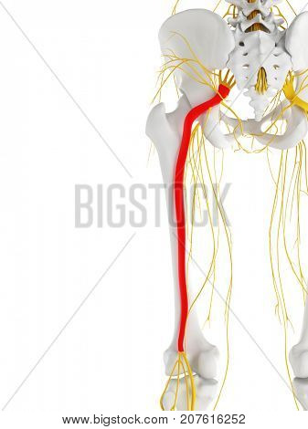 3d rendered medically accurate illustration of the sciatic nerve