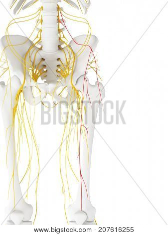 3d rendered medically accurate illustration of the Lateral Femoral Cutaneous Nerve