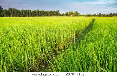 Green Rice Plant Field In Thai Farmland.
