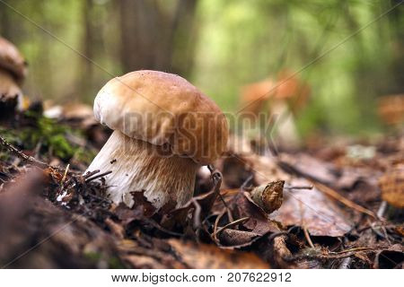 One Brown Mushroom, Lurid Bolete, In The Woods.