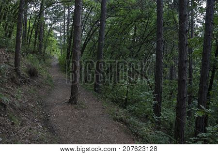 View of path through  lush green early autumn forest, lulin mountain, Pancharevo, Bulgaria