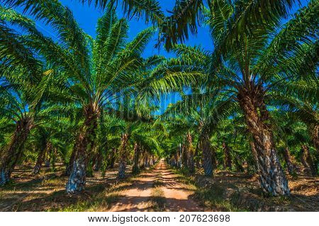 Pineapple plantation - Lanta island, Krabi, Thailand.