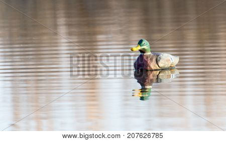duck on the lake in the nature