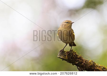 forest bird in the thickets of the sit , common chiffchaff