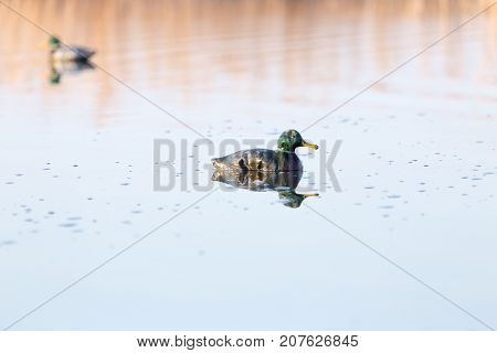 duck on the lake in the nature