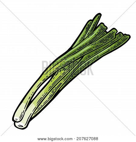 Bunch of fresh stalks onion. Vector color vintage engraving illustration for menu, poster, label. Isolated on white background