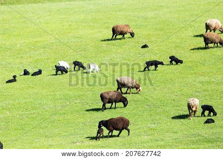 sheep in the pasture on the nature