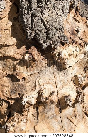 background from the bark of an old tree