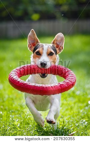 Jack Russell Terrier running and jumping on camera