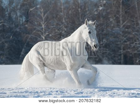 white orlov trotter in the snowy winter