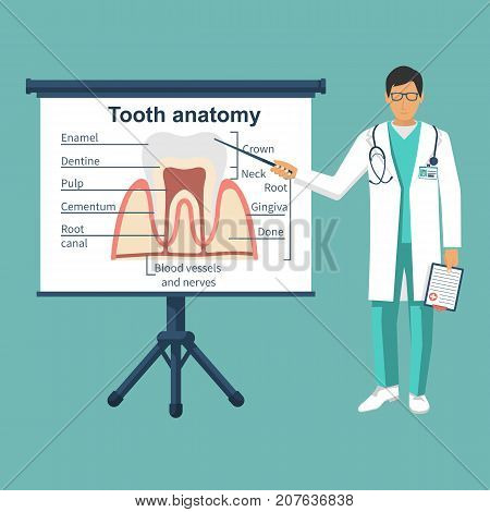 Tooth anatomy on board. Doctor dentist pointing tooth structure. Healthcare stomatology. Vector illustration flat design. Isolated on background.  Medical infographics.