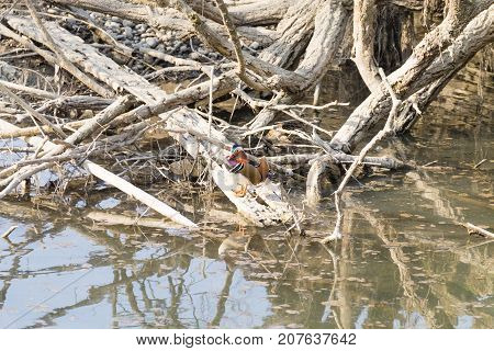 Mandarin duck close up from Sile river natural park. Italian wildlife.