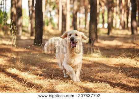 The dog is a labrador in the forest. Friendly dog. against the background of pine trees.