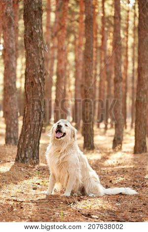 The dog is a labrador in the forest. Friendly dog. against the background of pine trees.