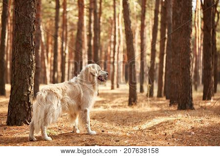 The dog is a labrador in the forest. Friendly dog. against the background of pine trees.