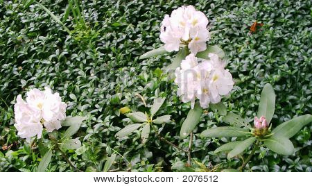 Soluk pembe Rhododendron