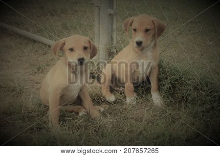 2  Tan/white puppies around 11 weeks old. Mom is a Terrier dad is unknown.
