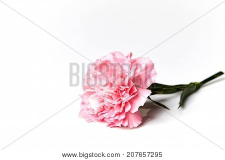 Pink Carnation Flower Isolated On White