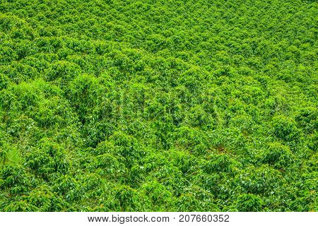 Coffee Plantation In Jerico, Colombia