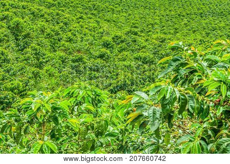 Coffee Plantation In Jerico, Colombia