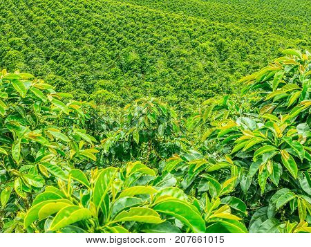Coffee Plantation In Jerico, Colombia
