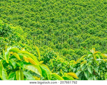 Coffee Plantation In Jerico, Colombia