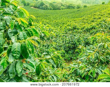 Coffee Plantation In Jerico, Colombia