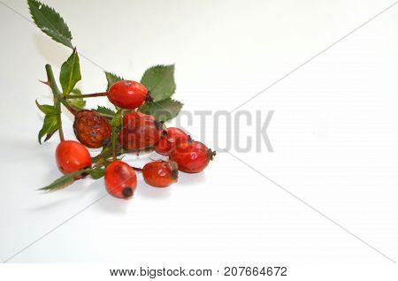 Decoction with dog rose in a cup Rosehip