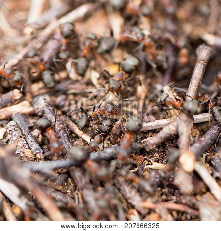 ants in nature. close-up . In the park in nature