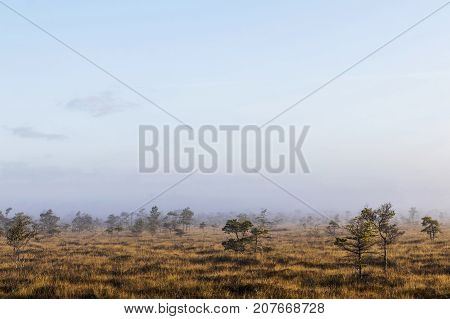 The sun Latvia.Dunikas swamp and mist rises