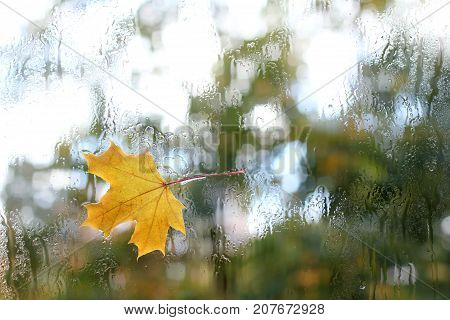 yellow maple leaf stuck to the wet after the rain window / autumn weather outside