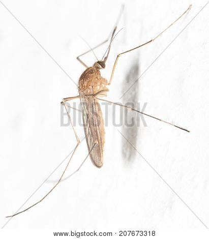 mosquito on the white wall. close-up . In the park in nature