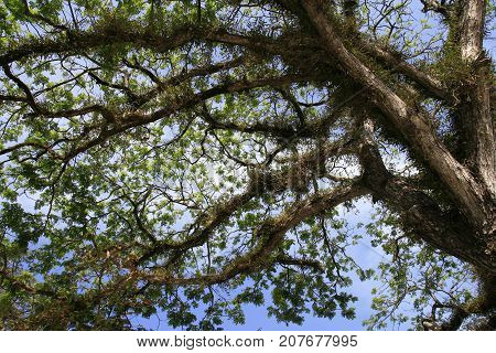 Samanea saman, Big rain tree and sky