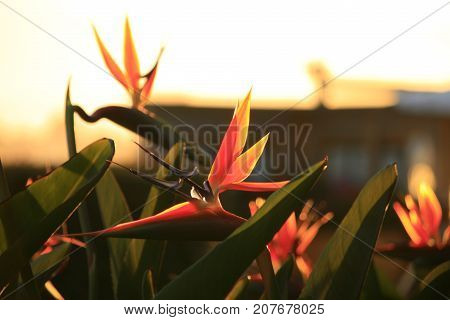 bird of paradise flower full bloom. A sunset sky