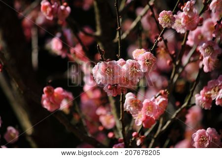 Pink flower. Chinese plum, Japanese apricot. Prunus mume