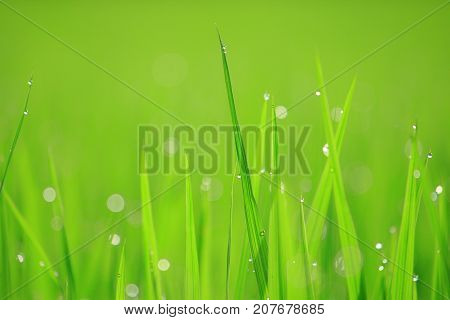 close up of green grass rice catching morning moisture