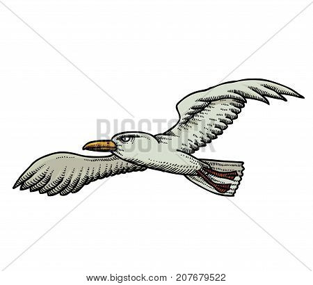 Seagull cartoon hand drawn image. Original colorful artwork, comic childish style drawing.