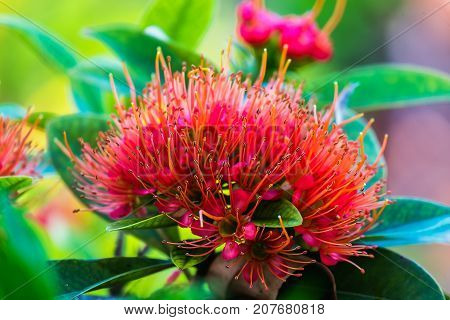 Love at first sight or Red Golden Penda flower blooming on the trees