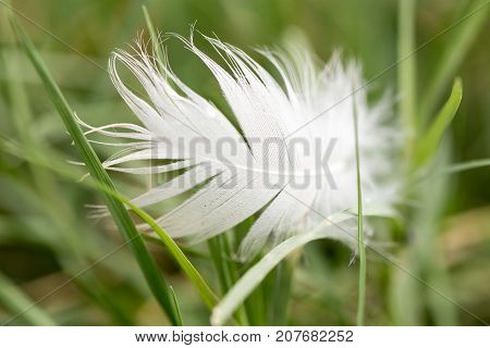 white feather in the grass . In the park in nature
