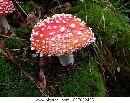 Spotted toadstool in the forest - poisonous mushroom , (Amanita muscaria) , Red mushroom , Red toadstool