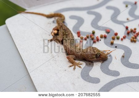 gecko being caught by a paper sticker